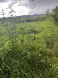 Продава ПАРЦЕЛ, област Шумен, с. Кюлевча • 50000 лв. • 74332217 — Holmes.bg