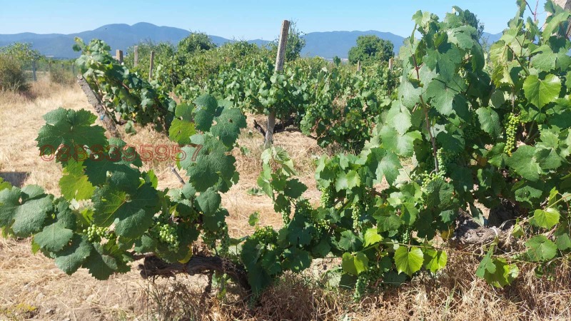 Продава ЗЕМЕДЕЛСКА ЗЕМЯ, гр. Сопот, област Пловдив, снимка 2 - Земеделска земя - 52929189