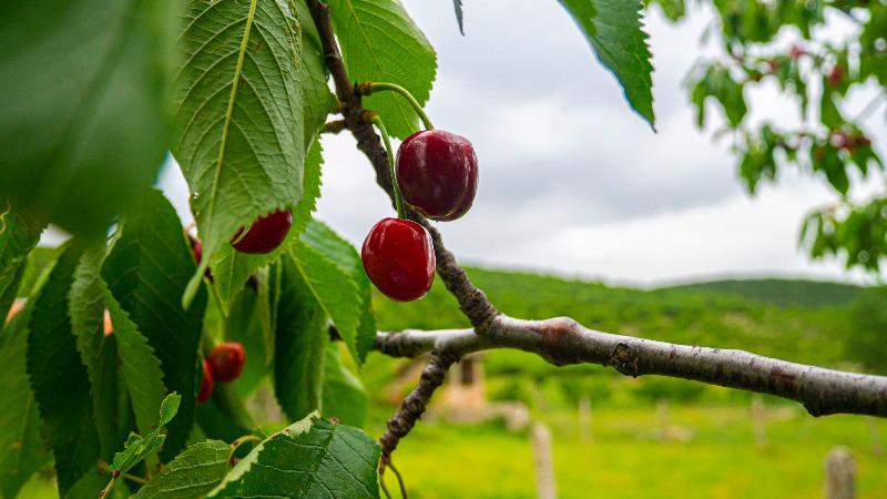 Продава КЪЩА, с. Малко Чочовени, област Сливен, снимка 8 - Къщи - 52489816