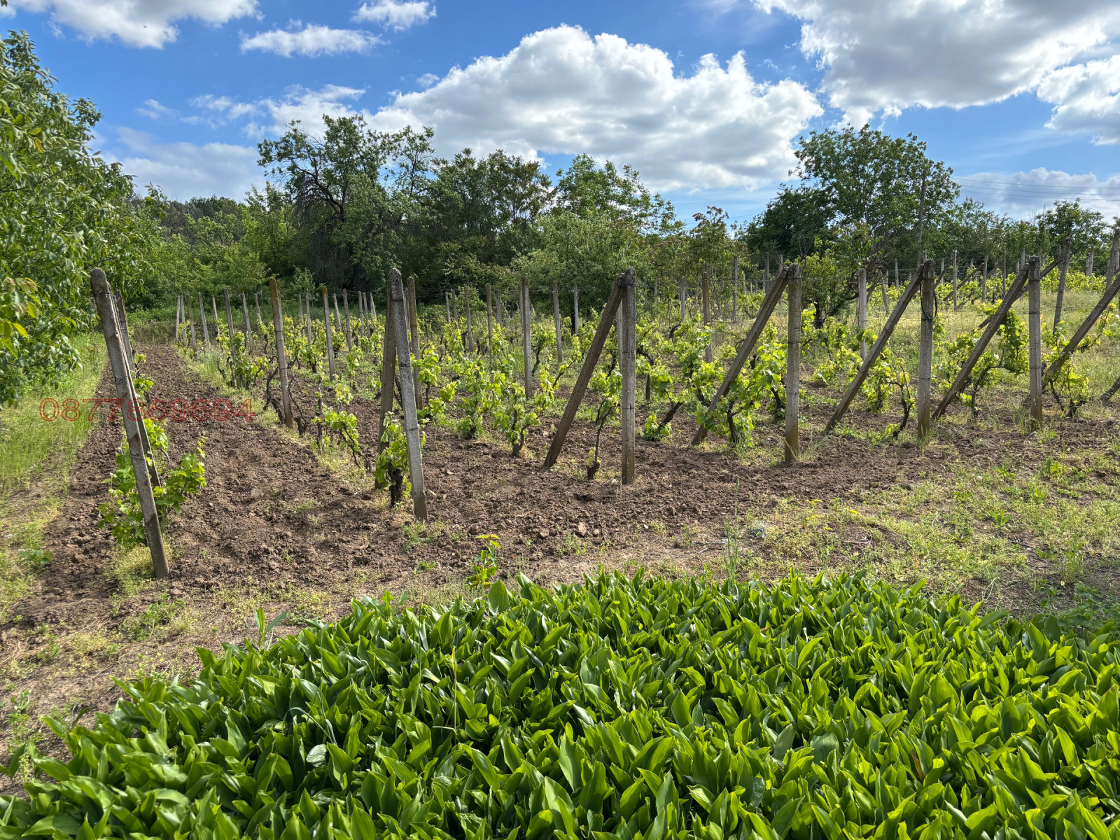 Продава ПАРЦЕЛ, гр. Лом, област Монтана, снимка 11 - Парцели - 54544731