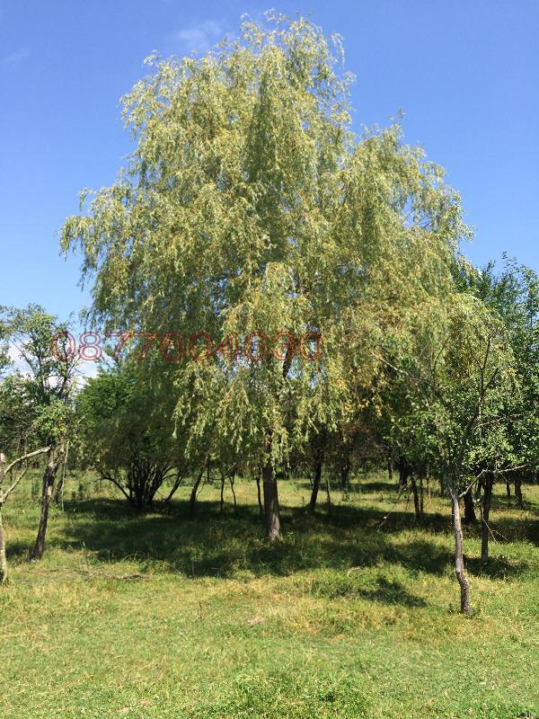 Продава ПАРЦЕЛ, с. Борима, област Ловеч, снимка 4 - Парцели - 52785809