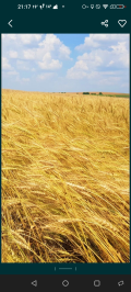 Продава ЗЕМЕДЕЛСКА ЗЕМЯ, с. Мусина, област Велико Търново, снимка 1