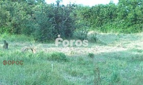 ����� ������� ������,���� ������, �-�� ��������