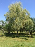 Продава ПАРЦЕЛ, с. Борима, област Ловеч, снимка 2