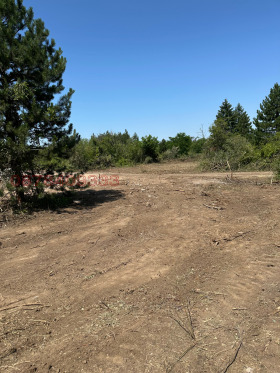 ������ ������� ������