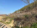 Продава ПАРЦЕЛ, гр. Дебелец, област Велико Търново, снимка 1