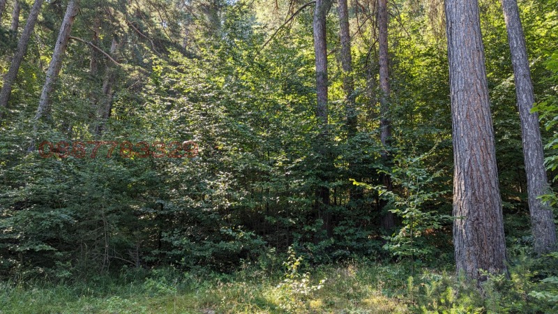 Продава ЗЕМЕДЕЛСКА ЗЕМЯ, с. Бойково, област Пловдив, снимка 12 - Земеделска земя - 52933218