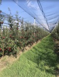 Продава ЗЕМЕДЕЛСКА ЗЕМЯ, гр. Сандански, област Благоевград, снимка 3