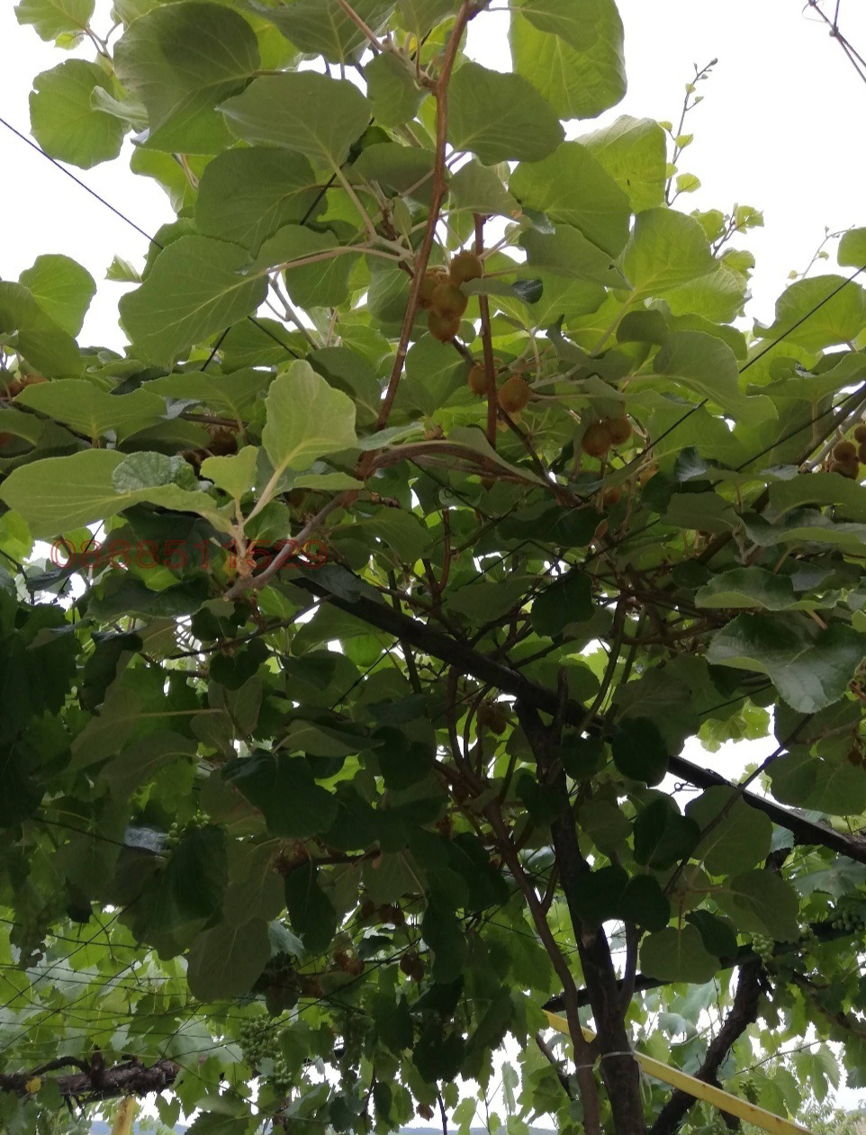 Продава КЪЩА, с. Црънча, област Пазарджик, снимка 16 - Къщи - 54011270