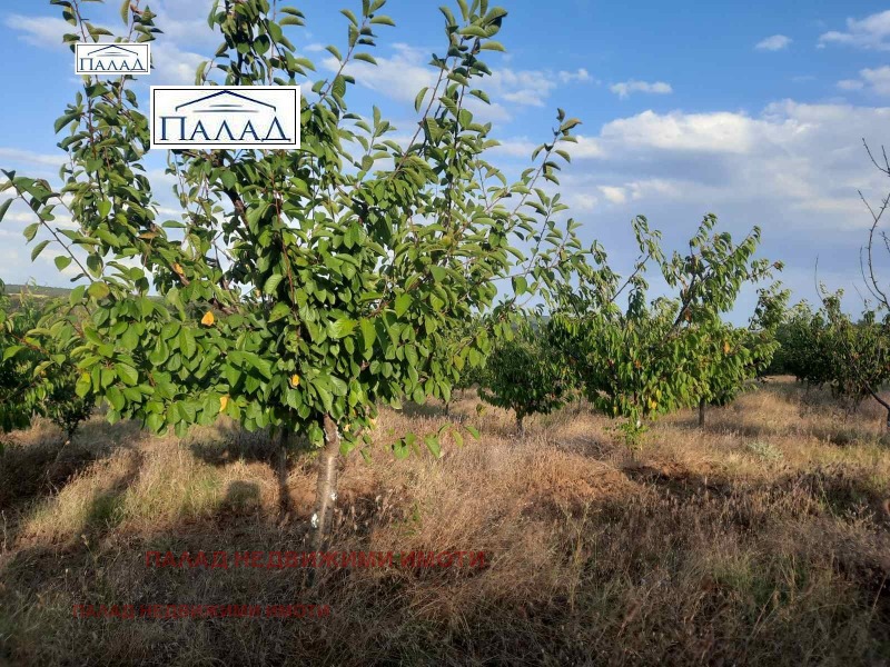 For Sale  Plot region Varna , Bliznatsi , 19450 sq.m | 87318599 - image [3]