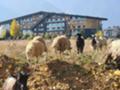 Продава ПАРЦЕЛ, гр. Разлог, област Благоевград, снимка 2