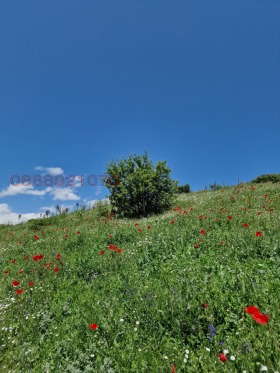 Verhaallijn Bojana, Sofia 1