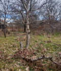 Продава КЪЩА, с. Златосел, област Пловдив, снимка 3
