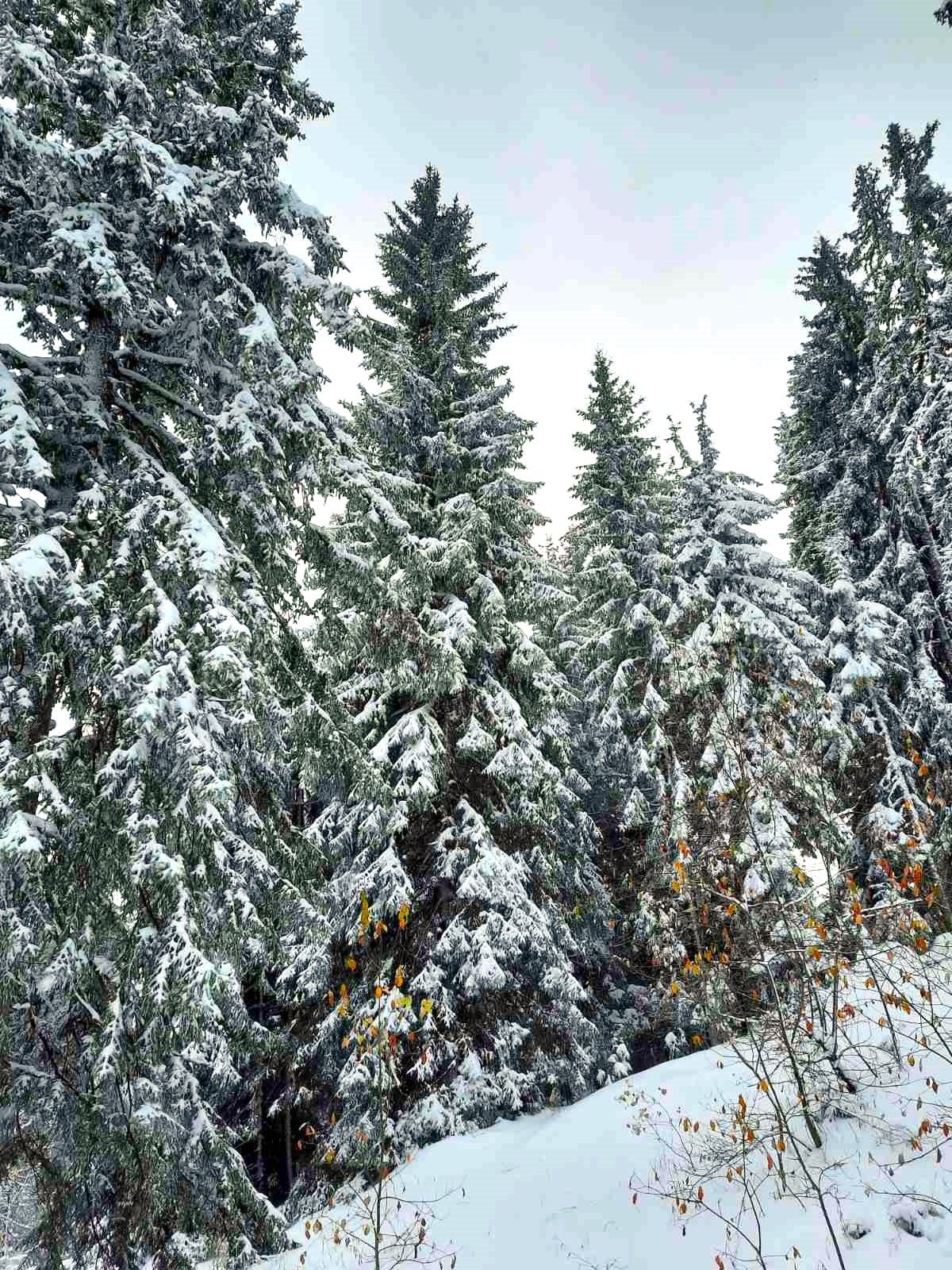 Продава ПАРЦЕЛ, с. Зорница, област Смолян