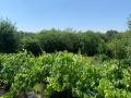 Продава  Къща област Стара Загора , с. Мъдрец , 170 кв.м | 43843425 - изображение [10]