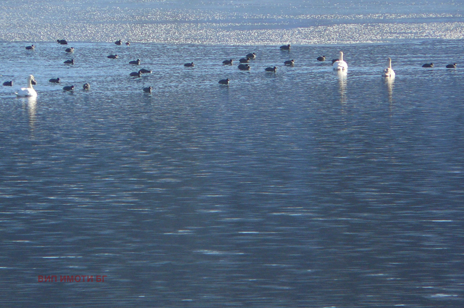 ������� ������ | Imot.bg � ����������� 8