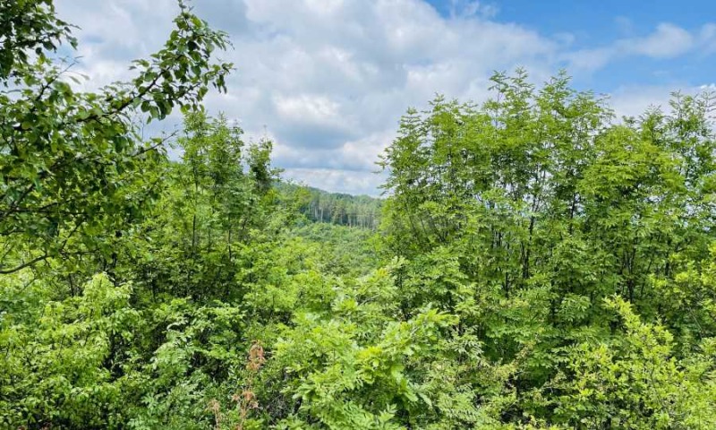 Продава ПАРЦЕЛ, гр. Елена, област Велико Търново, снимка 8 - Парцели - 52420984