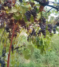 Продава КЪЩА, гр. Ихтиман, област София област, снимка 3