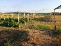 Продава ПАРЦЕЛ, град Бургас, с. Брястовец • 47999 € / 93877.88 лв. • 89441635 1