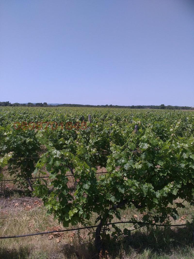 Продава ЗЕМЕДЕЛСКА ЗЕМЯ, с. Болярски извор, област Хасково, снимка 4 - Земеделска земя - 53027644