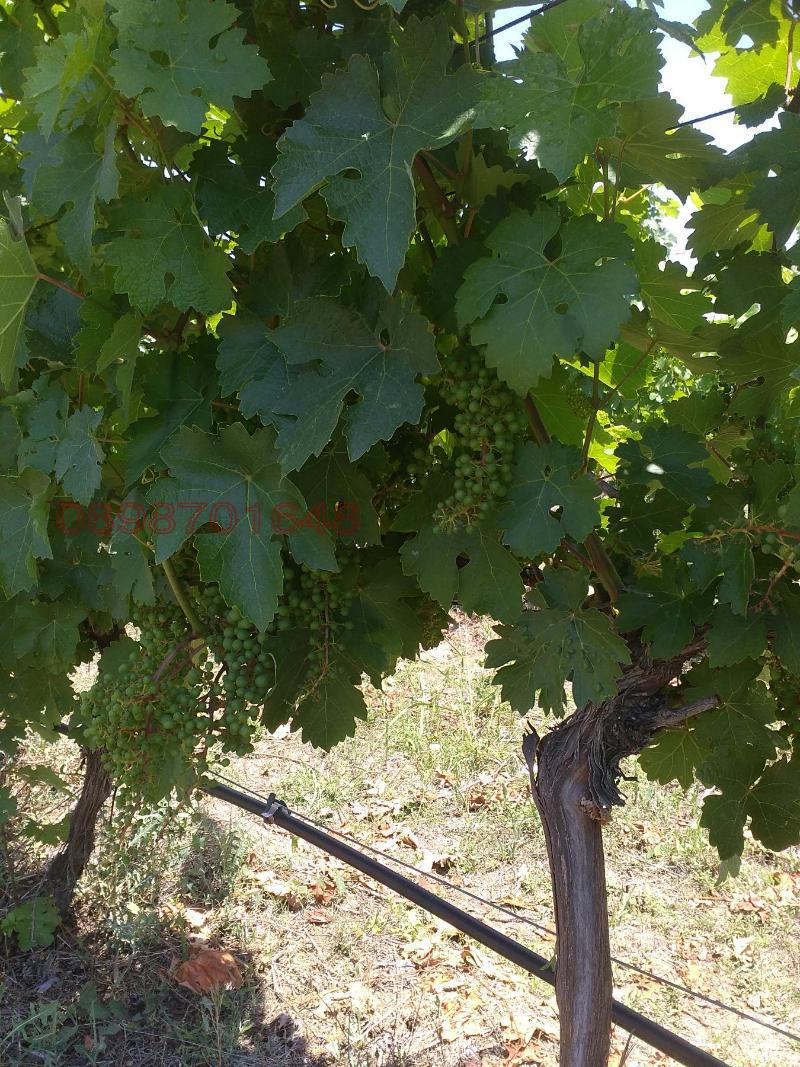 Продава ЗЕМЕДЕЛСКА ЗЕМЯ, с. Болярски извор, област Хасково, снимка 3 - Земеделска земя - 53027644