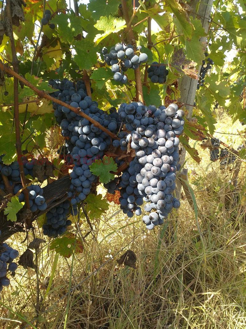 Продава ЗЕМЕДЕЛСКА ЗЕМЯ, с. Болярски извор, област Хасково