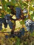 Продава ЗЕМЕДЕЛСКА ЗЕМЯ, с. Болярски извор, област Хасково, снимка 5
