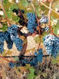 Продава ЗЕМЕДЕЛСКА ЗЕМЯ, с. Болярски извор, област Хасково, снимка 6