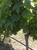 Продава ЗЕМЕДЕЛСКА ЗЕМЯ, с. Болярски извор, област Хасково, снимка 3