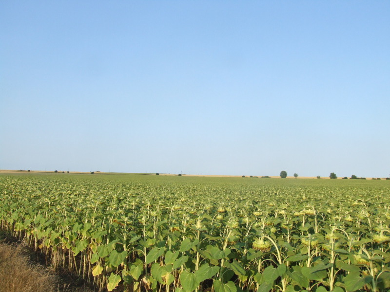 À vendre  Atterrir région de Dobritch , Balgarevo , 5 dka | 61144288