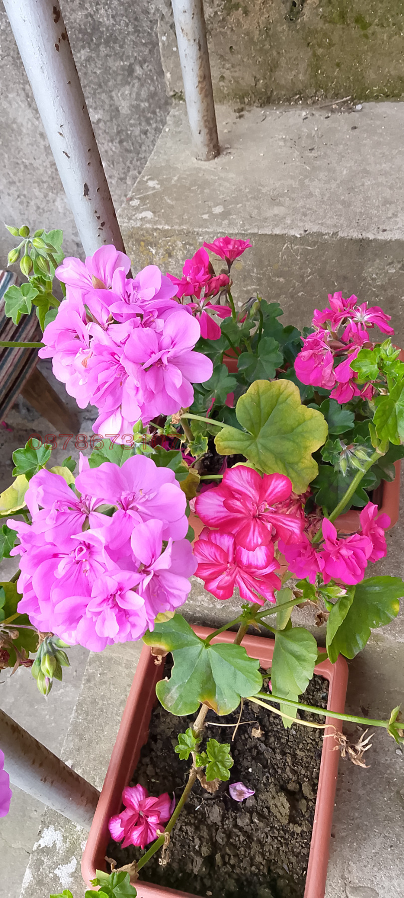 ������� ���� | Imot.bg � ����������� 11