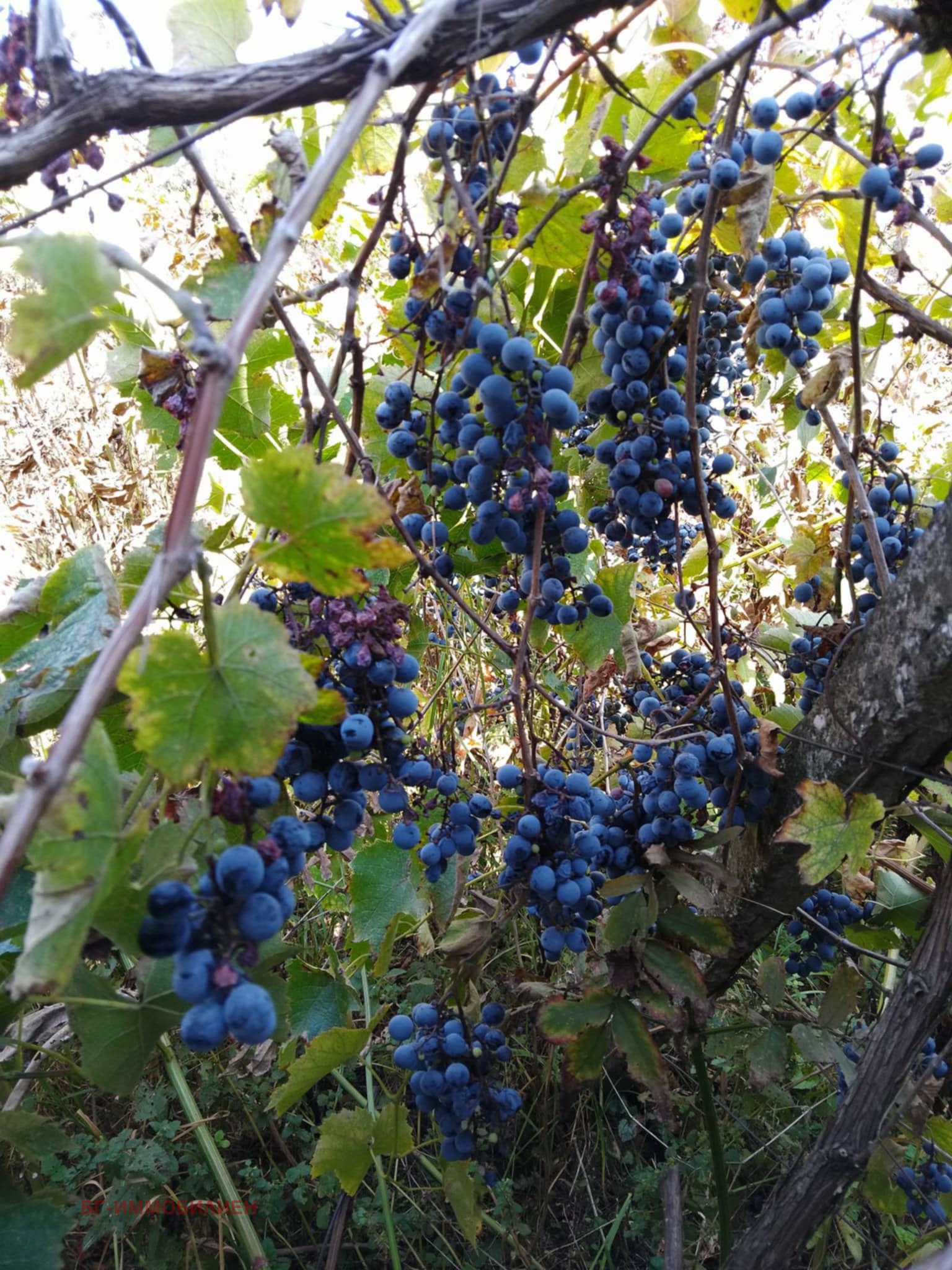 ������� ���� | Imot.bg � ����������� 4