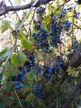 ������� ���� | Imot.bg � ����� ������ 4