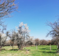 Продава ПАРЦЕЛ, с. Кондофрей, област Перник, снимка 2