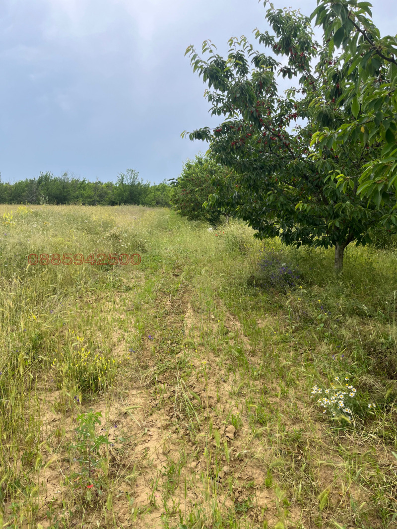 Продава ЗЕМЕДЕЛСКА ЗЕМЯ, с. Лиляч, област Кюстендил, снимка 2 - Земеделска земя - 53395721