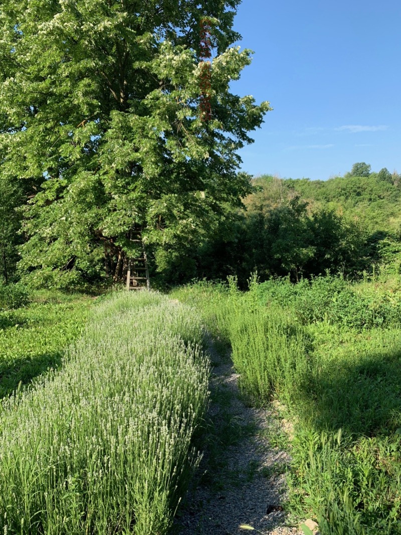 Продава КЪЩА, с. Черешово, област Русе, снимка 14 - Къщи - 52785750