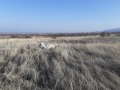 Продава ПАРЦЕЛ, с. Белащица, област Пловдив, снимка 2