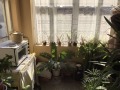 Продава КЪЩА, с. Живково, област Шумен, снимка 4