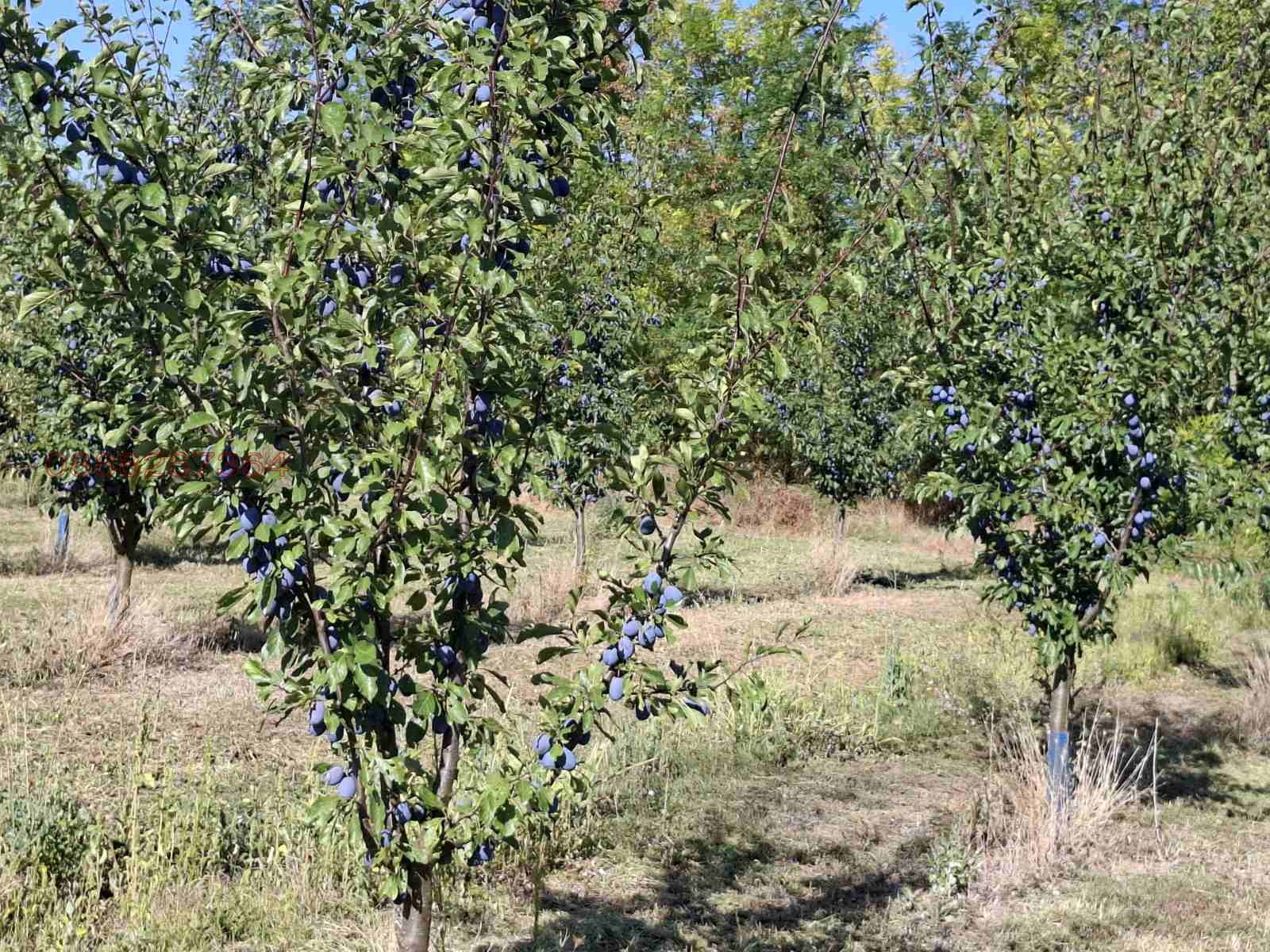 Продава ПАРЦЕЛ, с. Асеново, област Плевен, снимка 4 - Парцели - 56023180