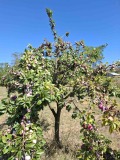 Продава ПАРЦЕЛ, с. Асеново, област Плевен, снимка 2