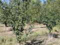 Продава ПАРЦЕЛ, с. Асеново, област Плевен, снимка 4