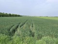 Продава ЗЕМЕДЕЛСКА ЗЕМЯ, с. Строево, област Пловдив, снимка 2