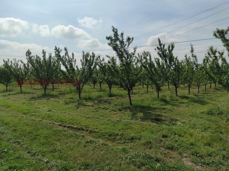 Дава под наем ЗЕМЕДЕЛСКА ЗЕМЯ, с. Крумово, област Пловдив, снимка 2 - Земеделска земя - 52778859