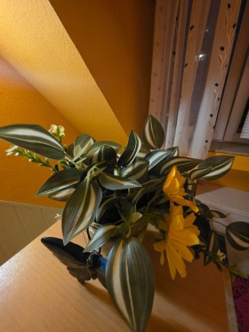 ���� ��� ���� ������, ����� | Imot.bg � ����� ������ 12