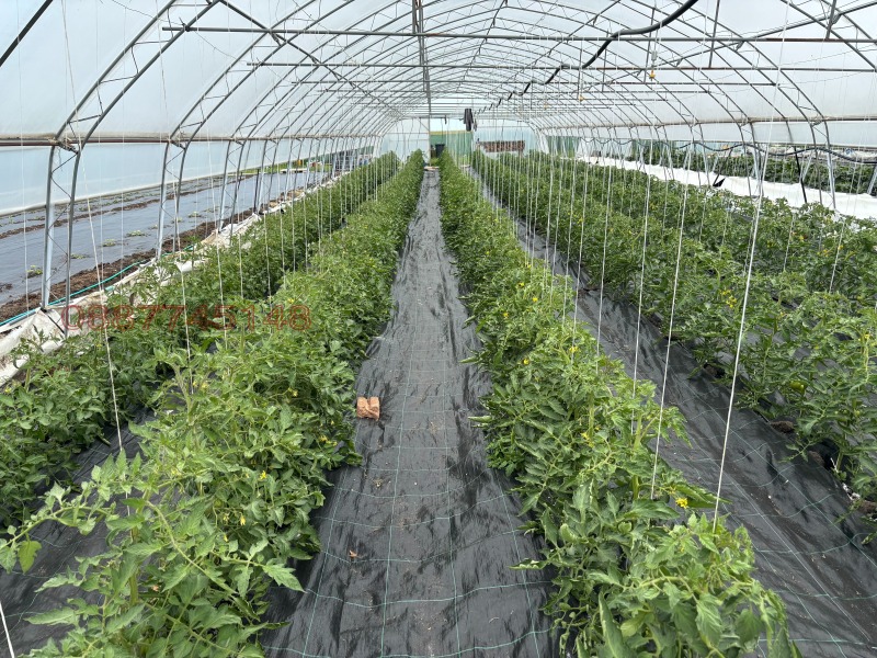 Дава под наем ЗЕМЕДЕЛСКА ЗЕМЯ, с. Равадиново, област Бургас, снимка 3 - Земеделска земя - 52782372