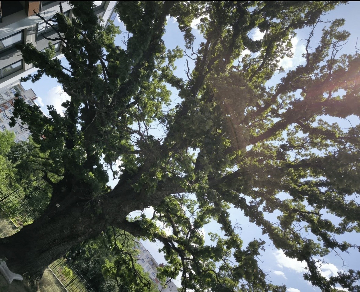 ���� ��� ���� 2-����� | Imot.bg � ����������� 12