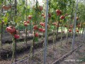 Дава под наем  Къща област София , с. Свидня , 210 кв.м | 37647655 - изображение [16]
